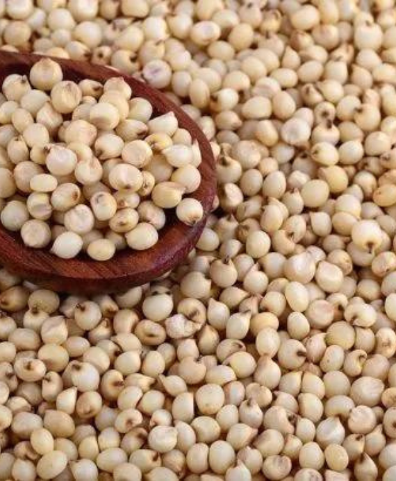 Jowar (Sorghum) - Nutritious and Gluten-Free